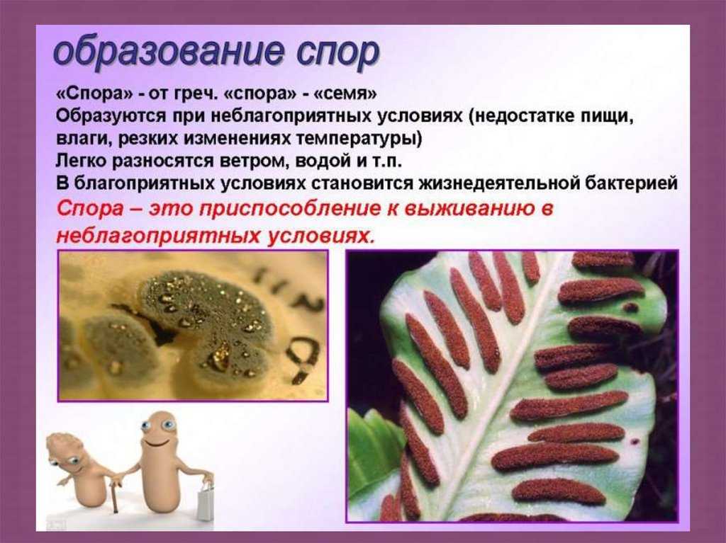 4. формы размножения организмов