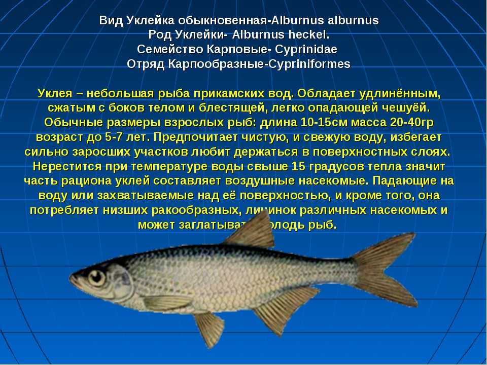 О пользе рыбных блюд из мойвы, салаки и кильки