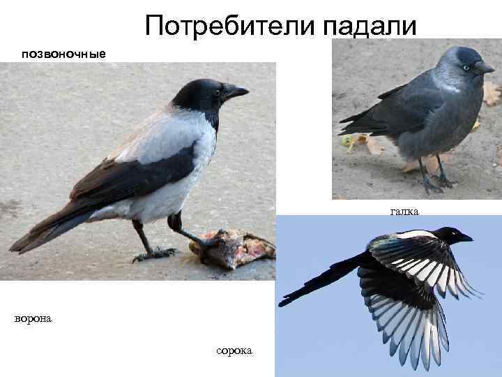 Птица сорока — как выглядит, чем питается, перелетная или нет