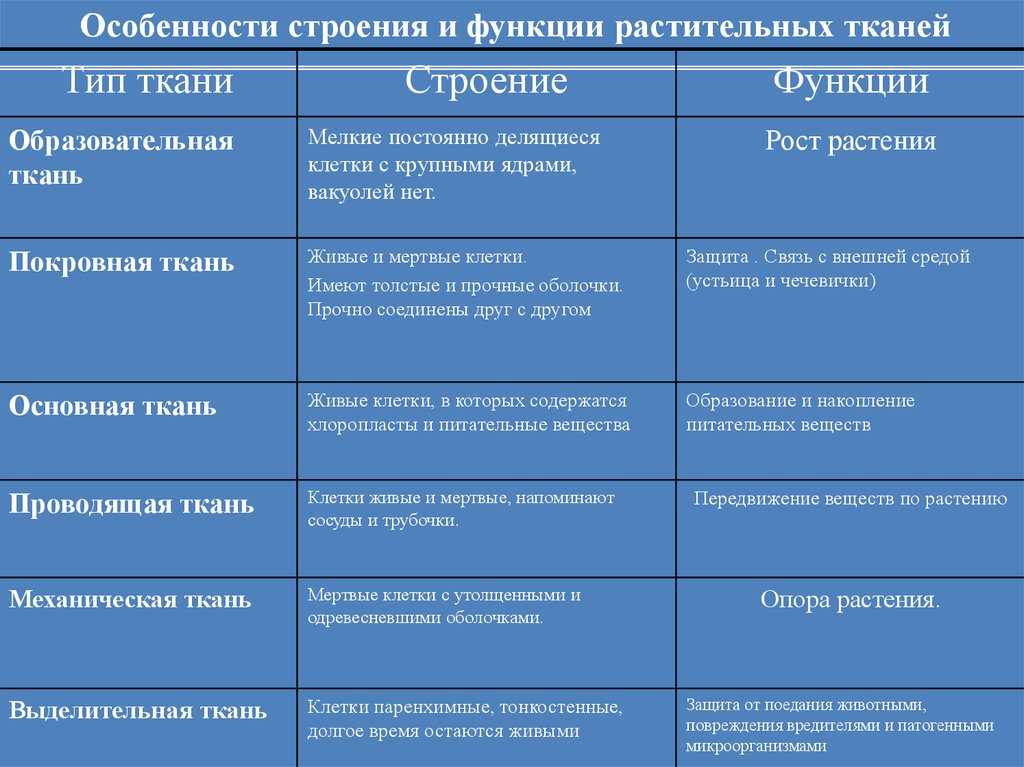 Видоизменения побегов