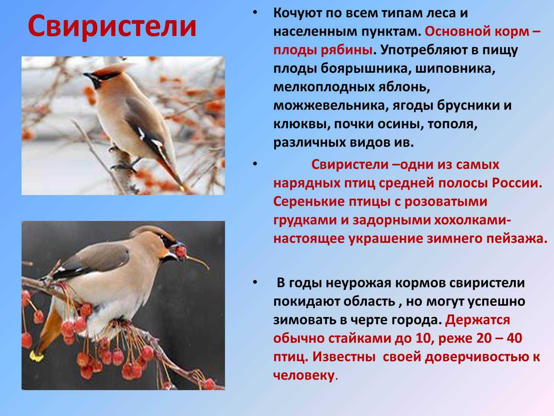 Зяблик птица. образ жизни и среда обитания зяблика | животный мир