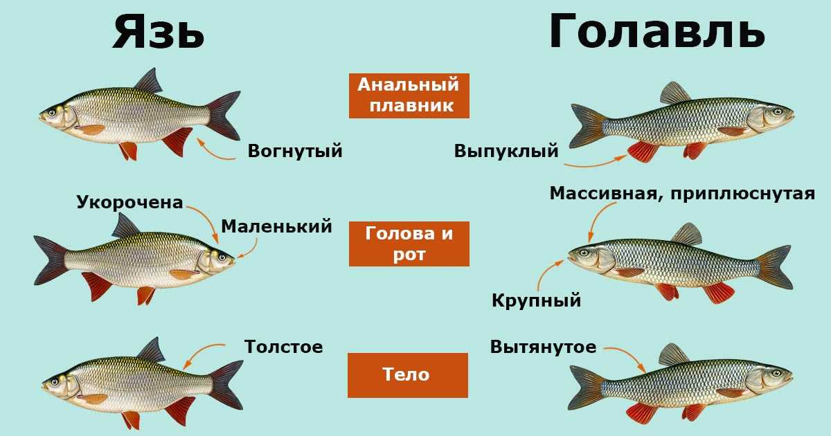 Рыба плотва (сорога): где живет, на что ловится