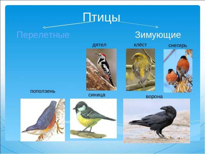 Кочующие птицы список — от земли до неба