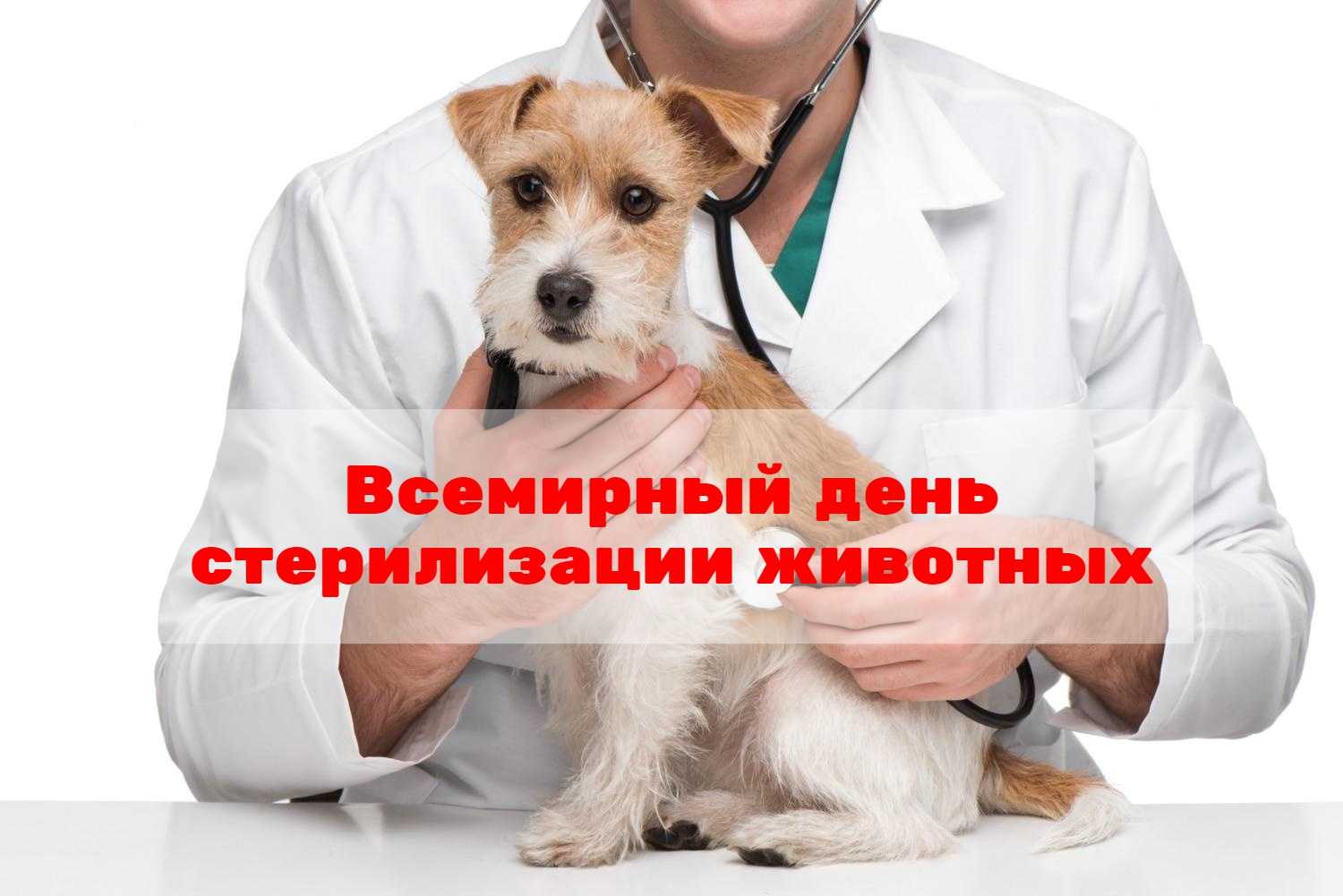 Программа бесплатной стерилизации в действии!