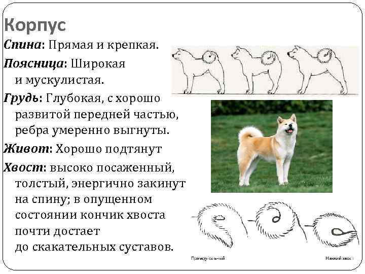 ᐉ акита ину или хаски что лучше? - zoomanji.ru