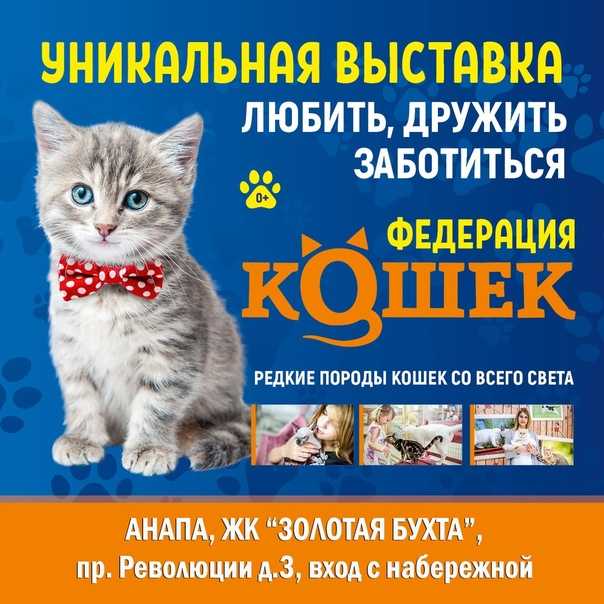Выставка кошек: подготовка, правила, участие, титулы