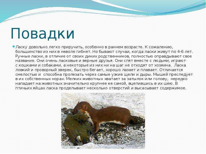 Сурки и суслики