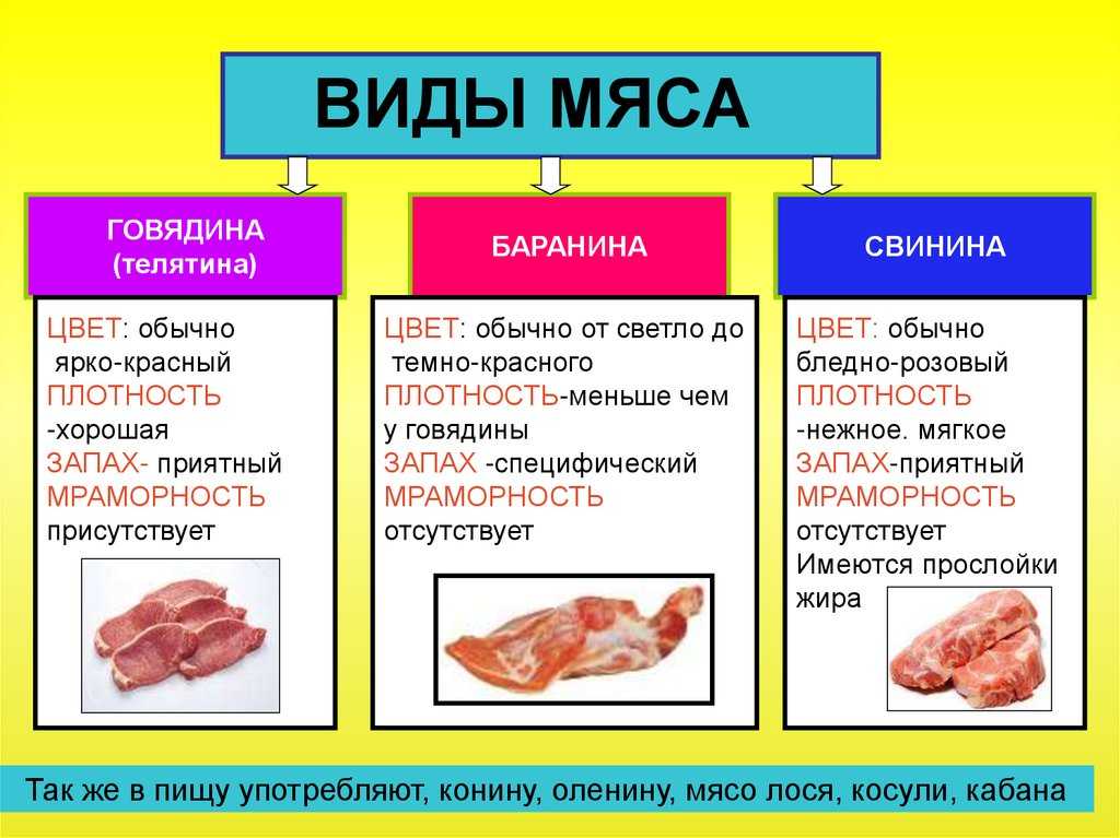 Анатомия голени