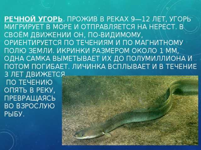 Угорь — что за рыба, где водится, описание, фото, польза и как приготовить