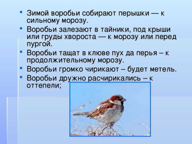 Воробей