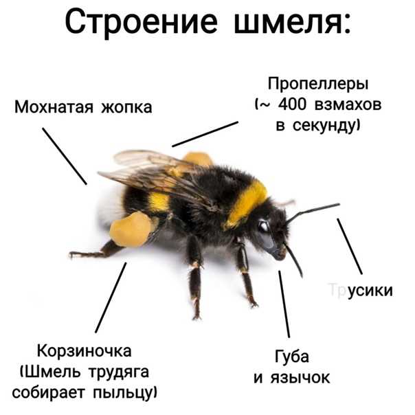 Насекомые-опылители для растений