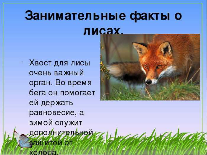 Песец: описание, виды, среда обитание, что ест, враги, образ жизни | планета животных