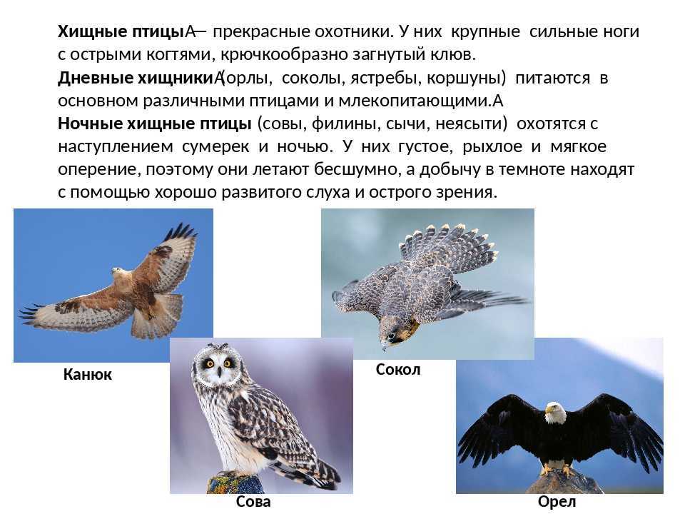 Топ-10 самых больших летающих птиц в мире